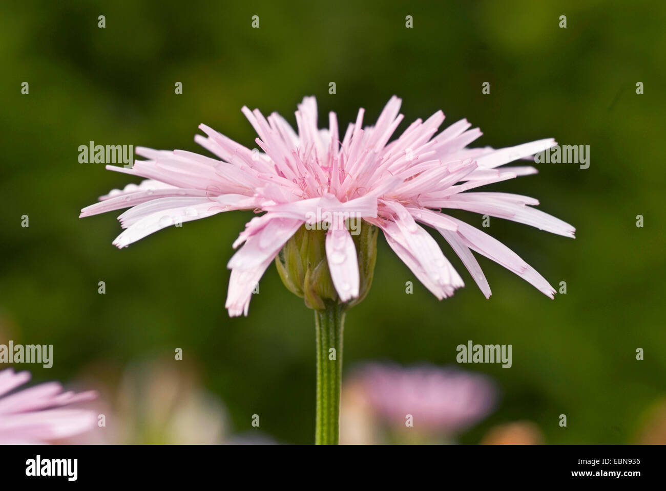 Hawk Bart (Crepis Rubra), Blütenstand Stockfoto