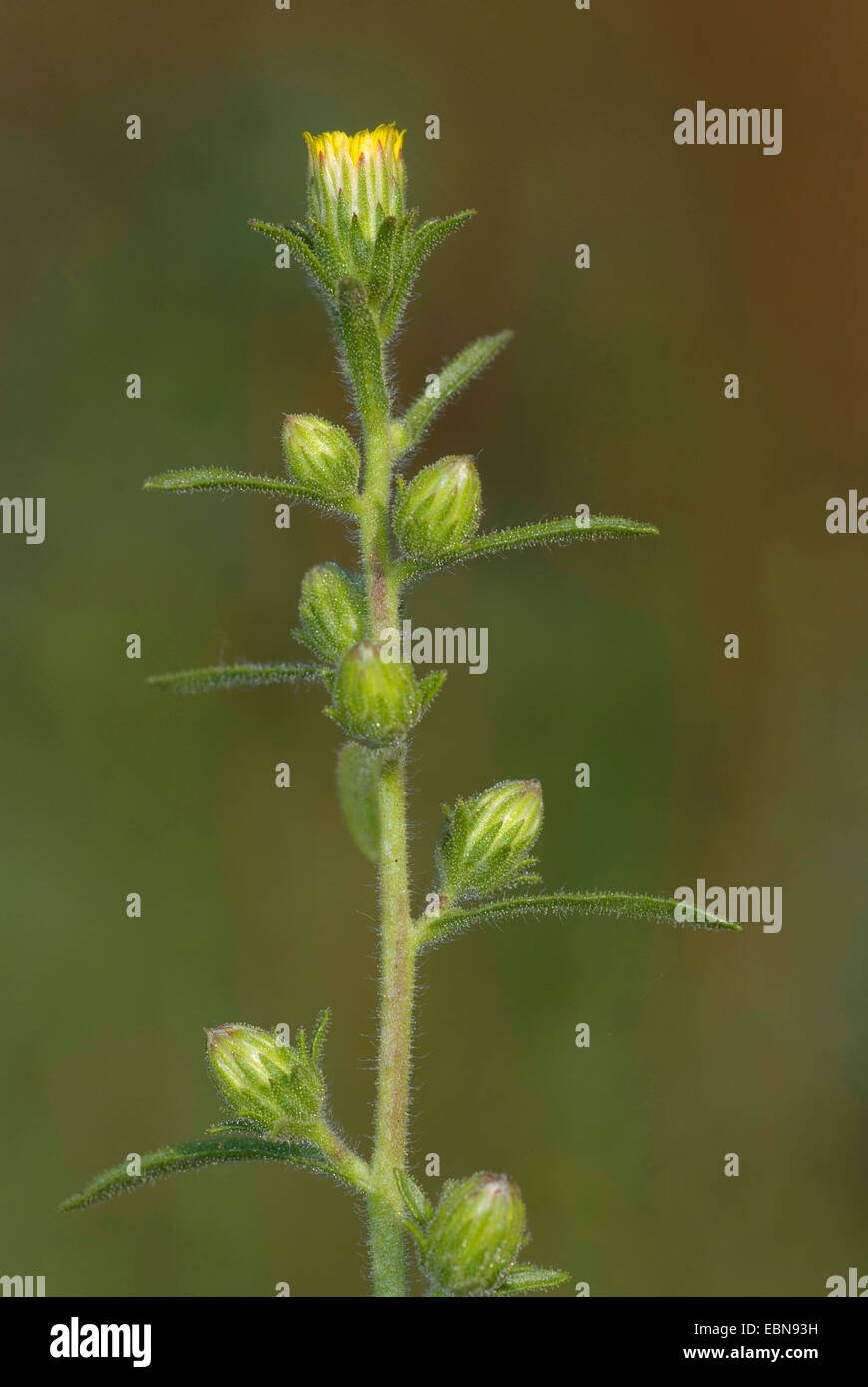 Kampfer Inula, Kap Khakiweed, Stinkweed, Stinkwort (Inula Graveolens, Dittrichia Graveolens), Blütenstand, Deutschland Stockfoto