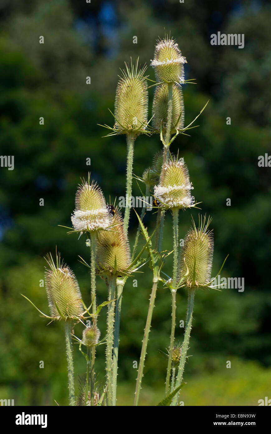 Wilde Karde, Fuller Karde, gemeinsame Karde, gemeinsame Teazle (Dipsacus Fullonum, Dipsacus Sylvestris), blühen, Deutschland Stockfoto