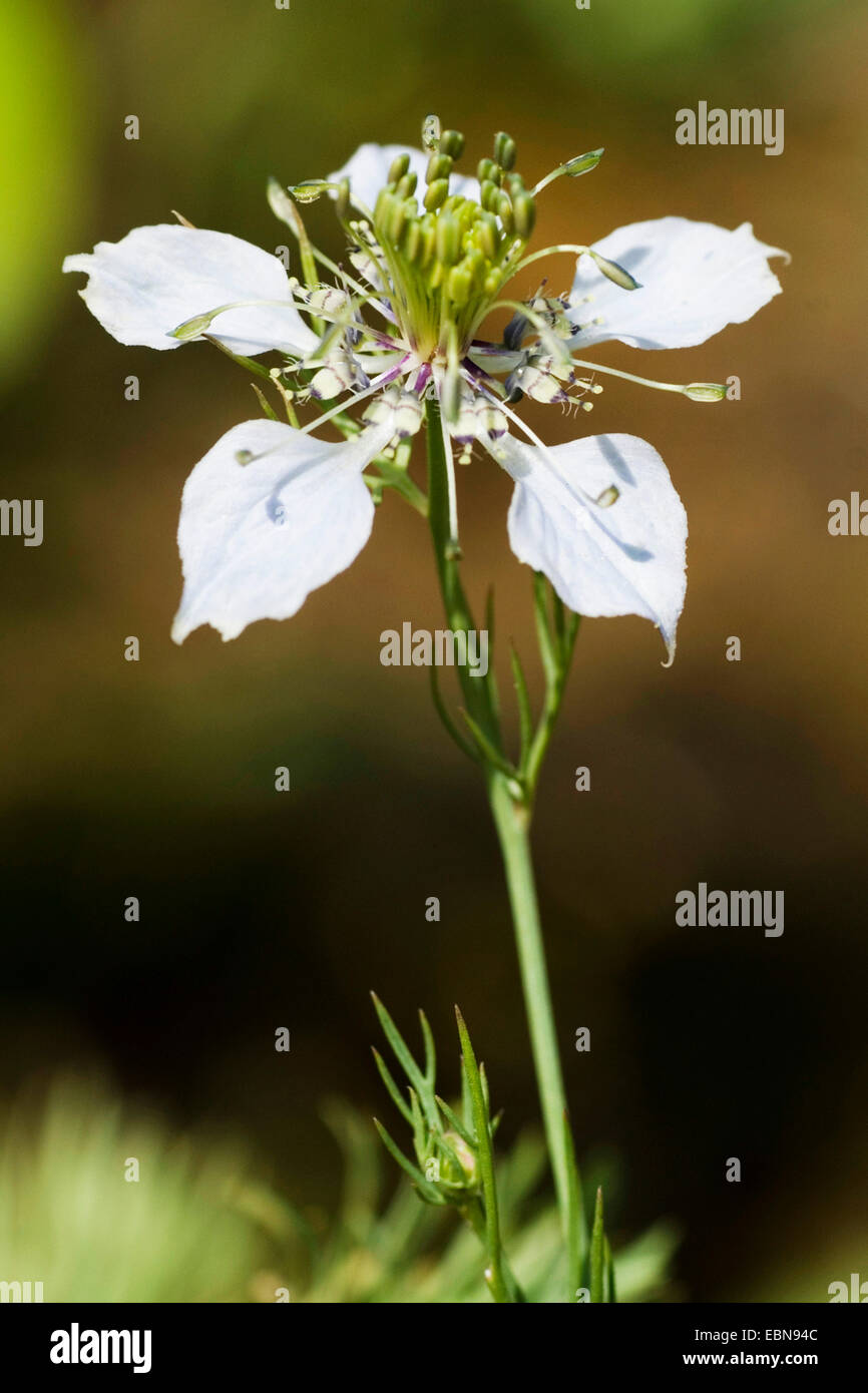Schwarzer Cardamom, Love-in-a-mist (Nigella Arvensis), Blume Stockfoto