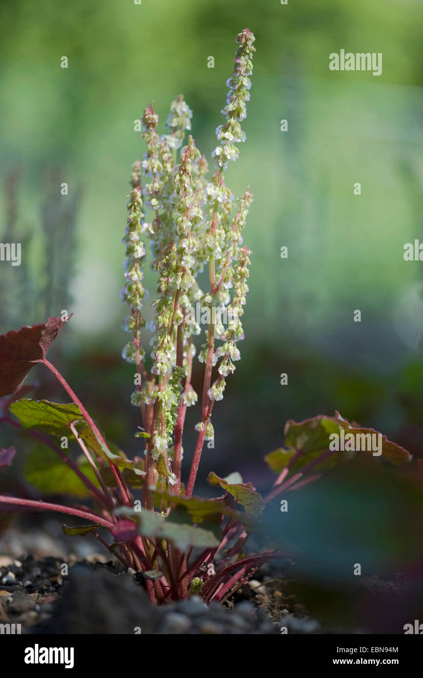 Berg Sorret, Alpine Sorrell (Oxyria Digyna), blühen, Deutschland Stockfoto