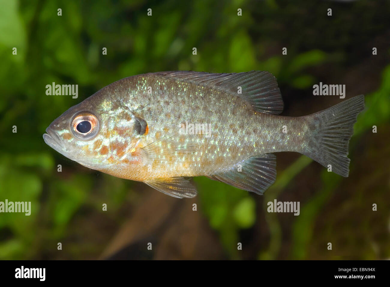 Kürbis-Samen Sunfish, Pumpkinseed (Lepomis Gibbosus), Schwimmen Stockfoto