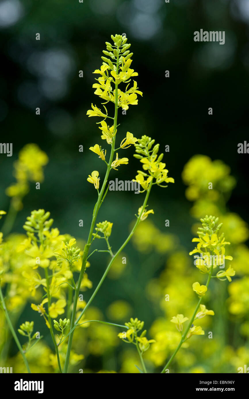 schwarzer Senf (Brassica Nigra), blühen, Deutschland Stockfoto