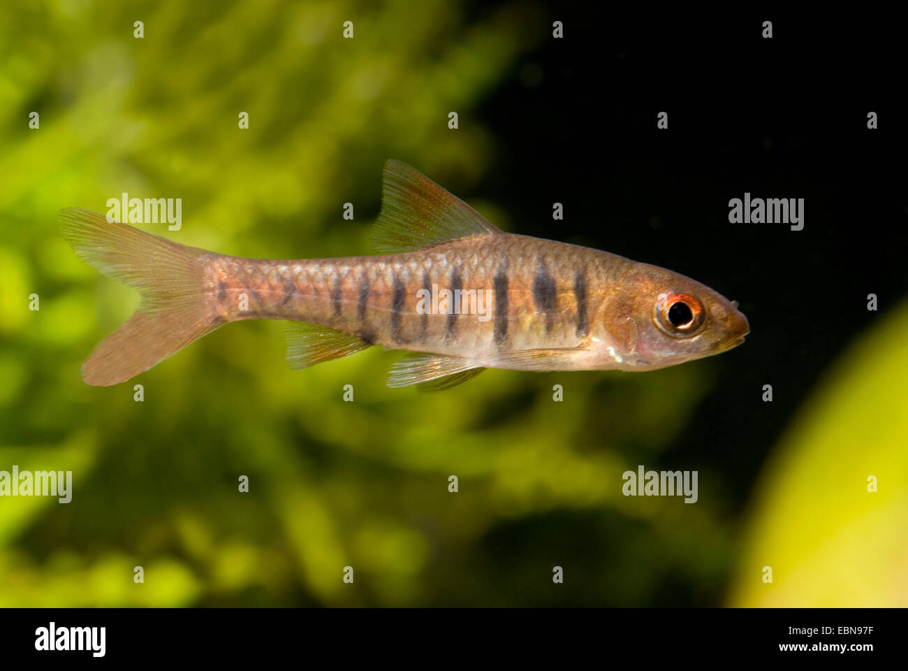 Angola-Barb, Orange fin Elritze (Barbus Fasciolatus, Barbus Barilioides), Schwimmen Stockfoto