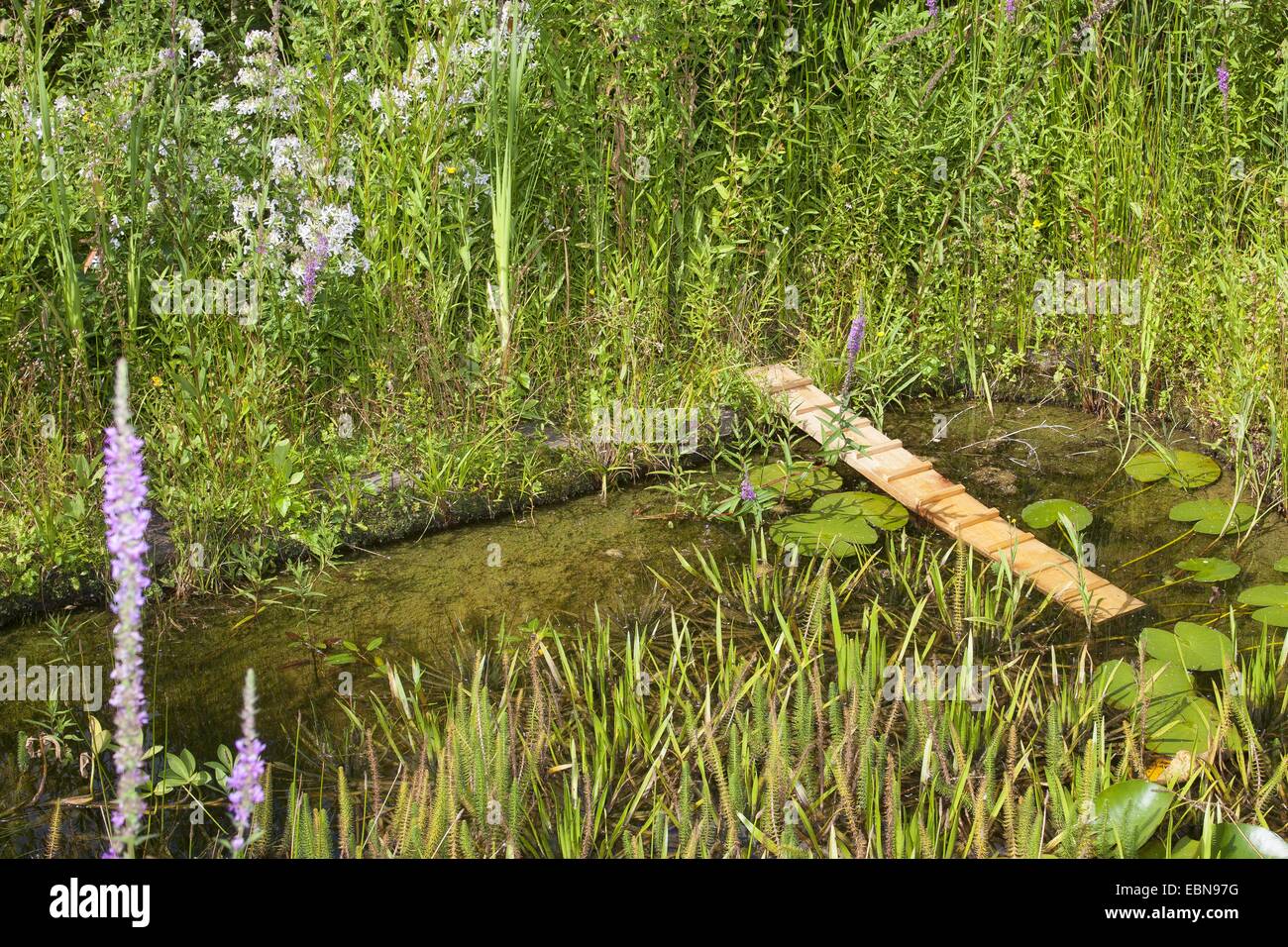 Gartenteich mit Igel, Möglichkeit der Rettung im Teich für Igel und andere Tiere Klettern ist gefallen im Wasser, Deutschland Stockfoto