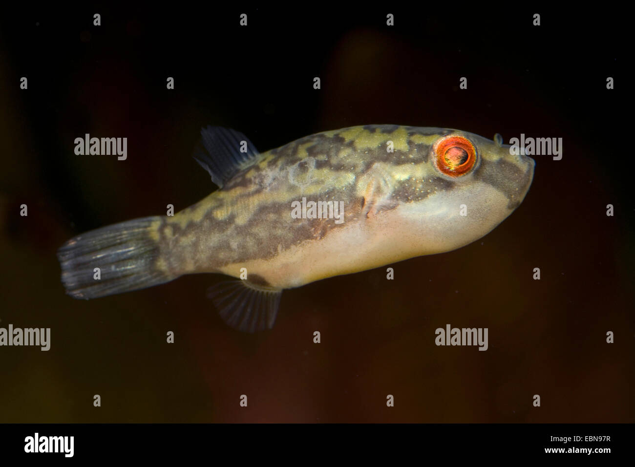 Red tailed rote-Augen-Kugelfisch, Crested Kugelfisch (Carinotetraodon Irrubesco), Schwimmen Stockfoto