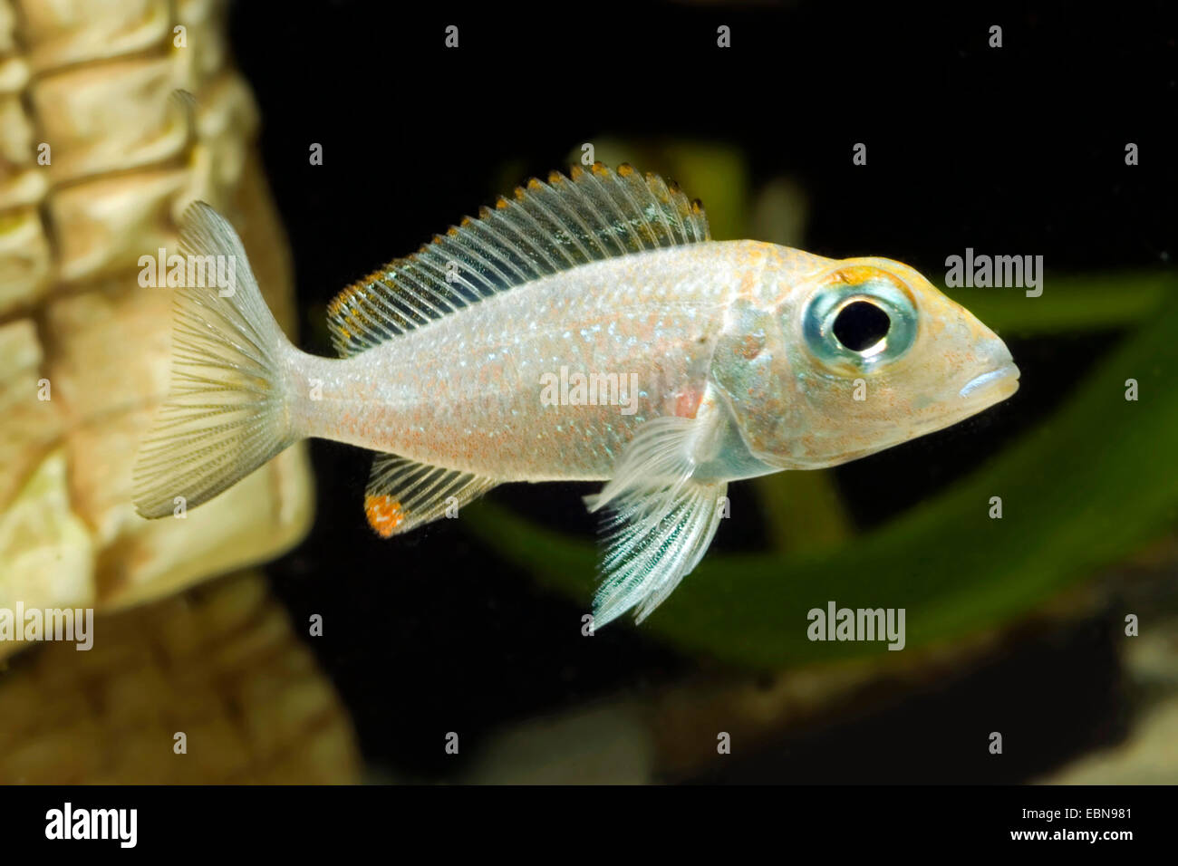 Südlichen Großaugen-Mouthbrooder (Callochromis Macrops), züchten Ndolo Bay rot Stockfoto