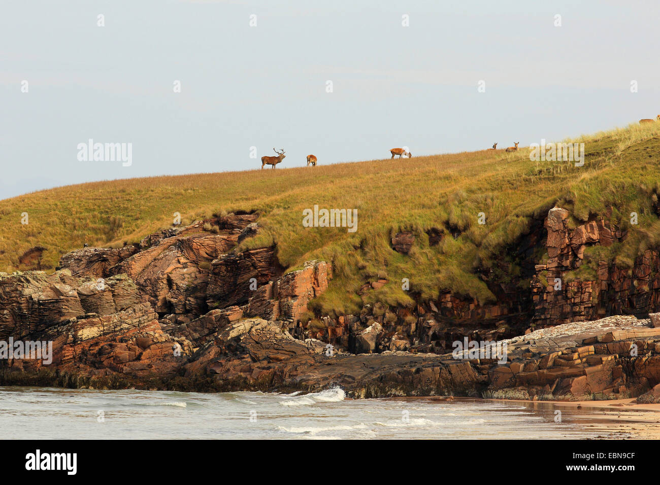 Rothirsch (Cervus Elaphus), Herde von Hirschen auf einer Wiese an der Küste, Großbritannien, Schottland, Isle of Rum Kilmory Stockfoto
