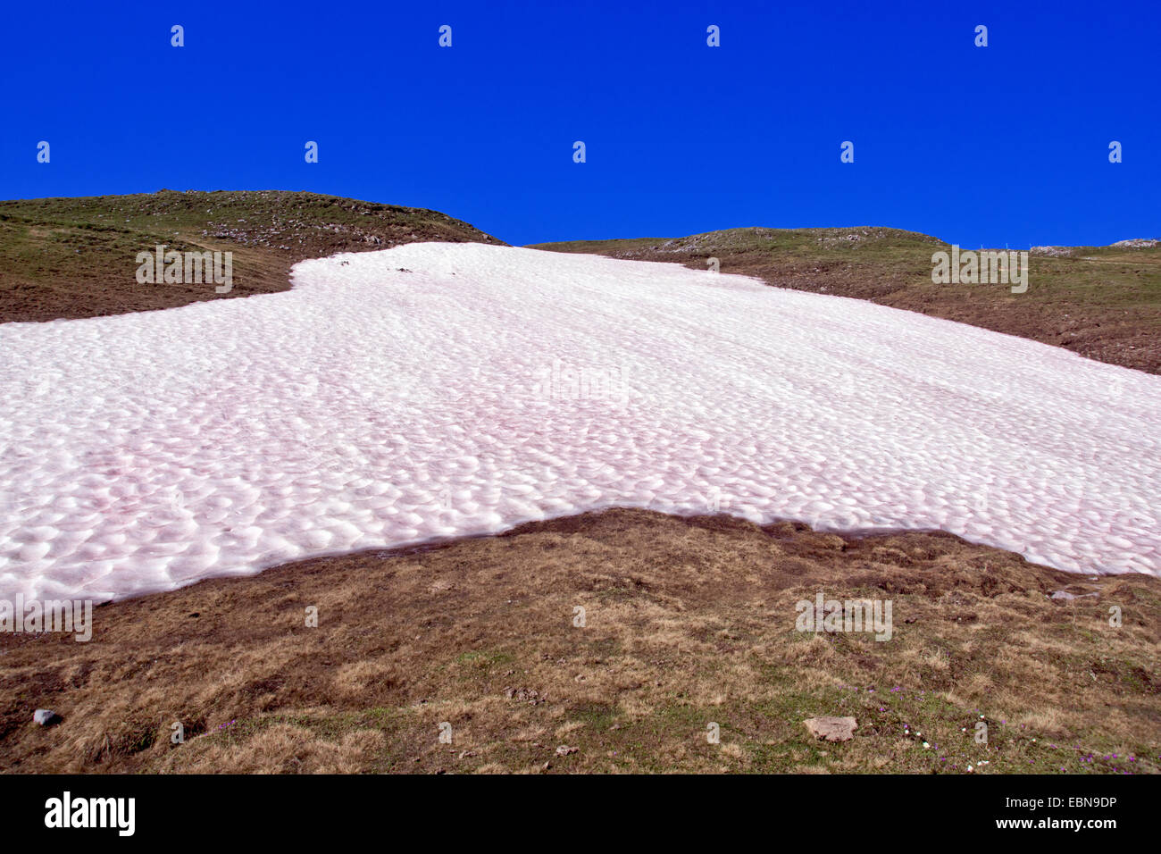Schneefeld auf der Alm, Österreich, Kärnten, Nationalpark Nockberge Stockfoto