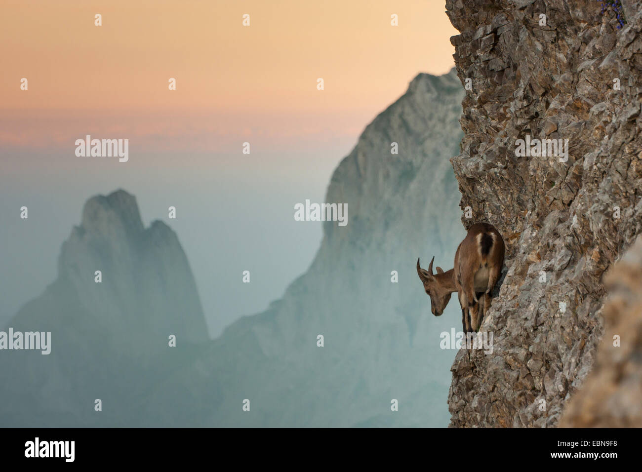 Alpensteinbock (Capra Ibex, Capra Ibex Ibex), stehend auf einem steilen Hang, Blick ins Tal, der Schweiz, Alpstein Säntis Stockfoto