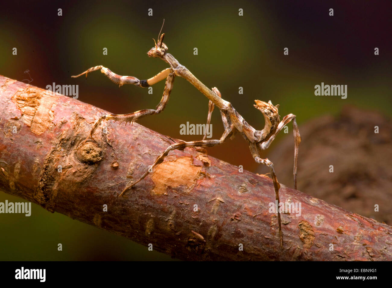 Arizona Einhorn Mantis (Pseudovates Arizonae), auf einem Ast Stockfoto