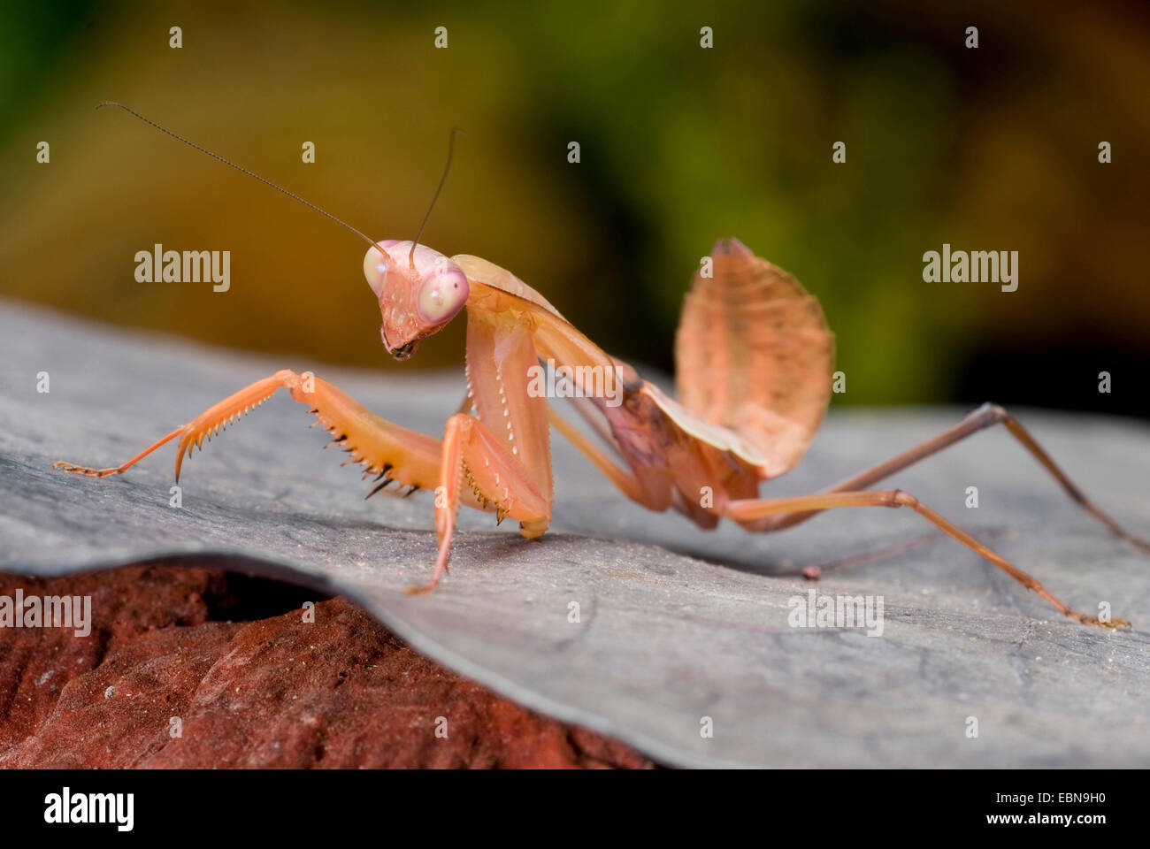 Riesige malaysischen Schild Gottesanbeterin (Rhombodera Basalis), sitzt auf einem Blatt Stockfoto