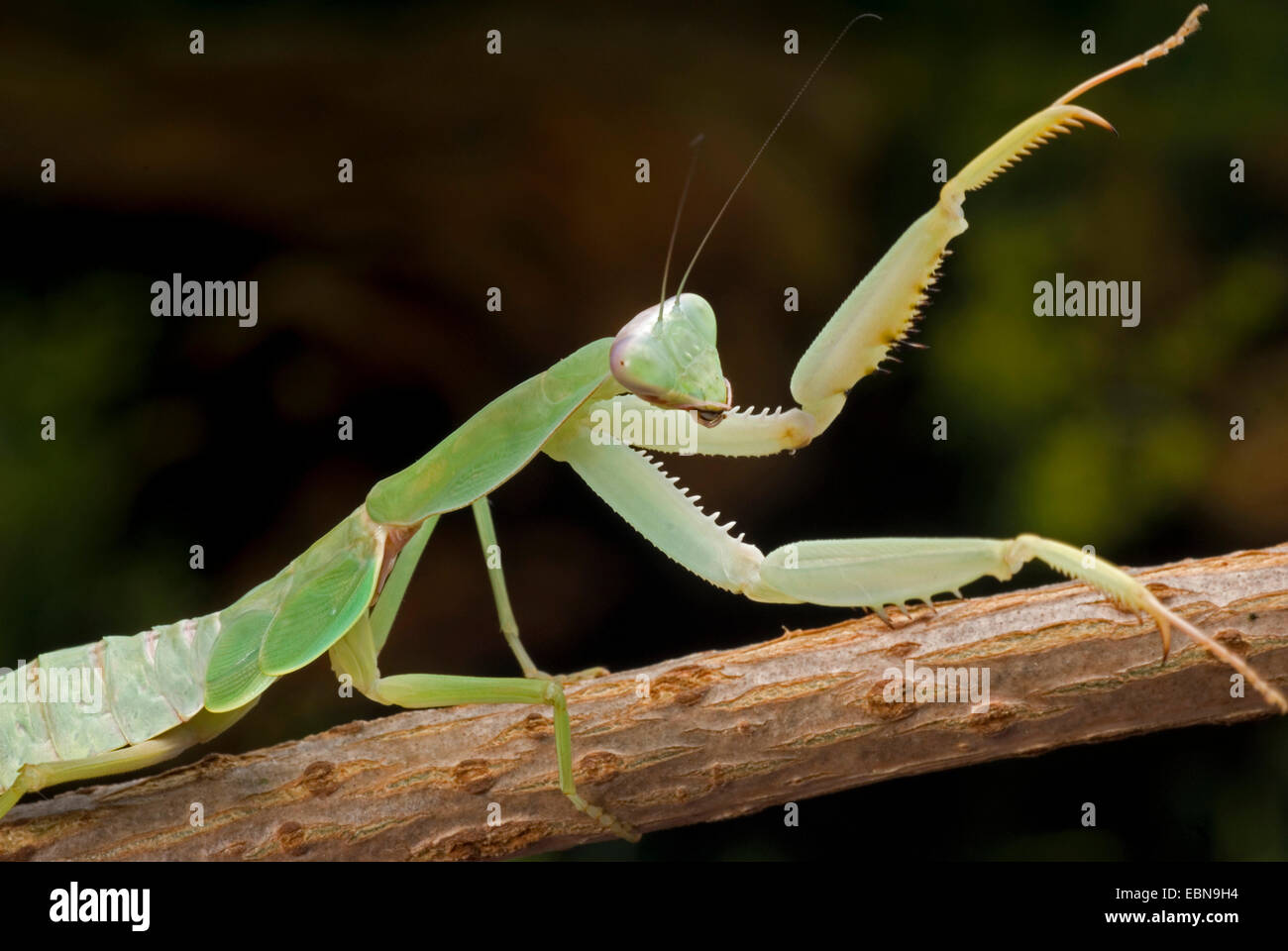 Riesige malaysischen Schild Gottesanbeterin (Rhombodera Basalis), sitzen auf einem Stiel Stockfoto