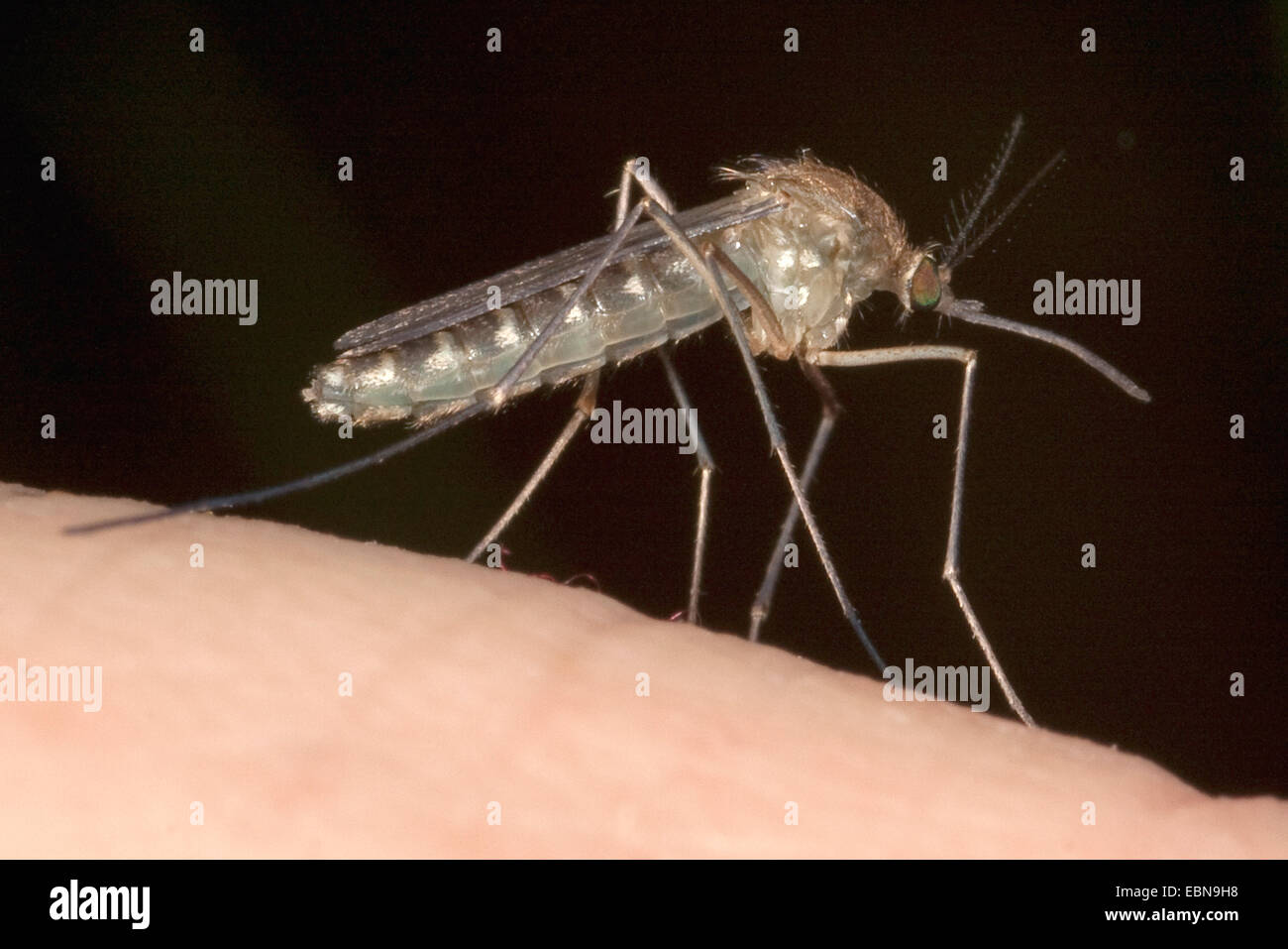 Mücken, Stechmücken (Culicidae), Weiblich auf der menschlichen Haut, Deutschland, Bayern Stockfoto