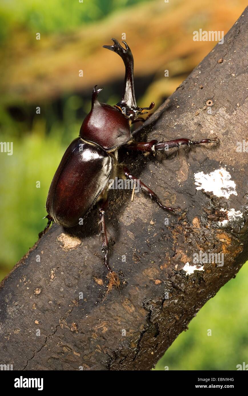 Japanische Nashorn Käfer, Japanisch gehörnte Käfer (Trypoxylus Dichotoma, Allomyhrina Dichotoma), Männlich, close-up Anzeigen Stockfoto
