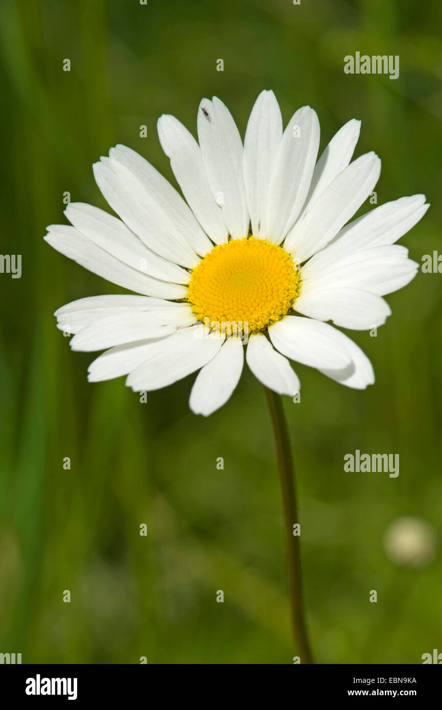 Oxeye Daisy (Leucanthemum Ircutianum), Blütenstand, Deutschland Stockfoto