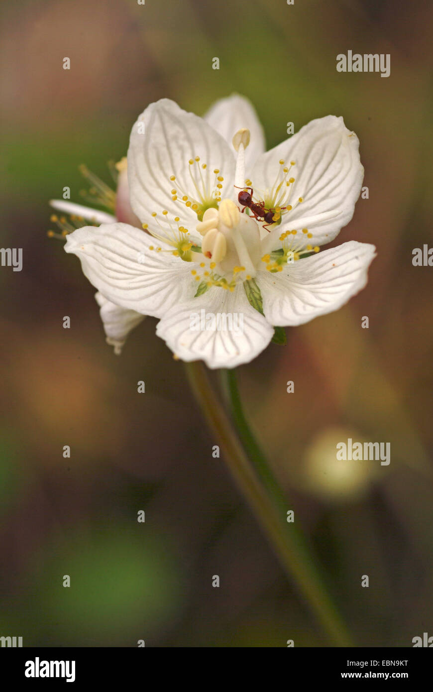 Marsh Grass von Parnassus (Parnassia Palustris), Blume mit Ameise, Deutschland Stockfoto