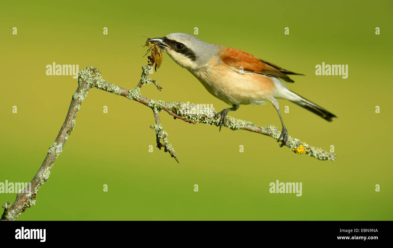 Neuntöter (Lanius Collurio), männliche durchbohren die Beute, Grashopper, Deutschland, Baden-Württemberg Stockfoto