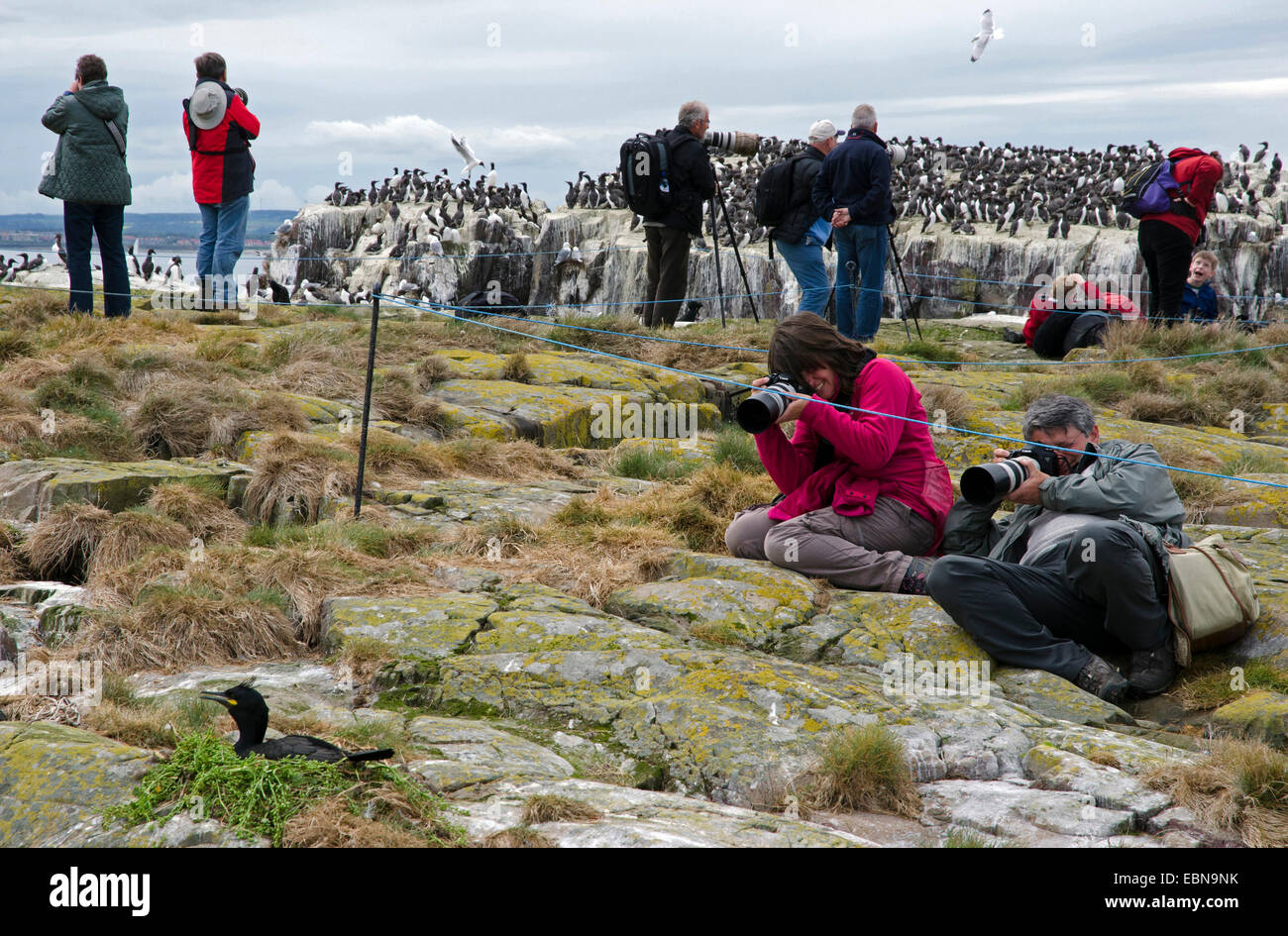 Fotografen auf Grundnahrungsmittel Insel Farne Inseln fotografieren Shag Nest Seevögel Nordsee Northumberland, Großbritannien, England, Northumberland Stockfoto
