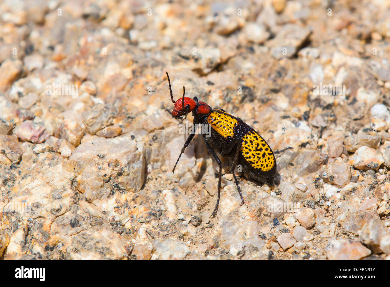 Iron Cross Blister Beetle (Tegrodera Aloga), zu Fuß auf steinigem Gelände, Phoenix, Arizona, USA und Pinnacle Peak Stockfoto