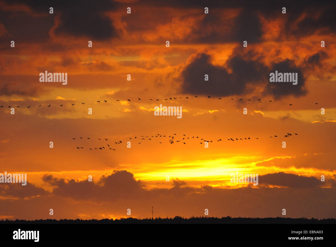 Kranich, eurasische Kranich (Grus Grus), strömen nach seinen Schlafplatz bei Sonnenuntergang, Zingst, Mecklenburg-Vorpommern, Deutschland und Western Region Nationalpark Vorpommersche fliegen Stockfoto