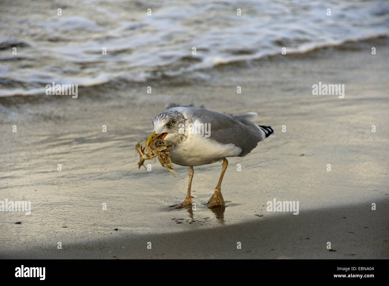 Silbermöwe (Larus Argentatus), mit toten Fisch am Strand, Zingst, Western Region Nationalpark Vorpommersche, Mecklenburg-Vorpommern, Deutschland Stockfoto