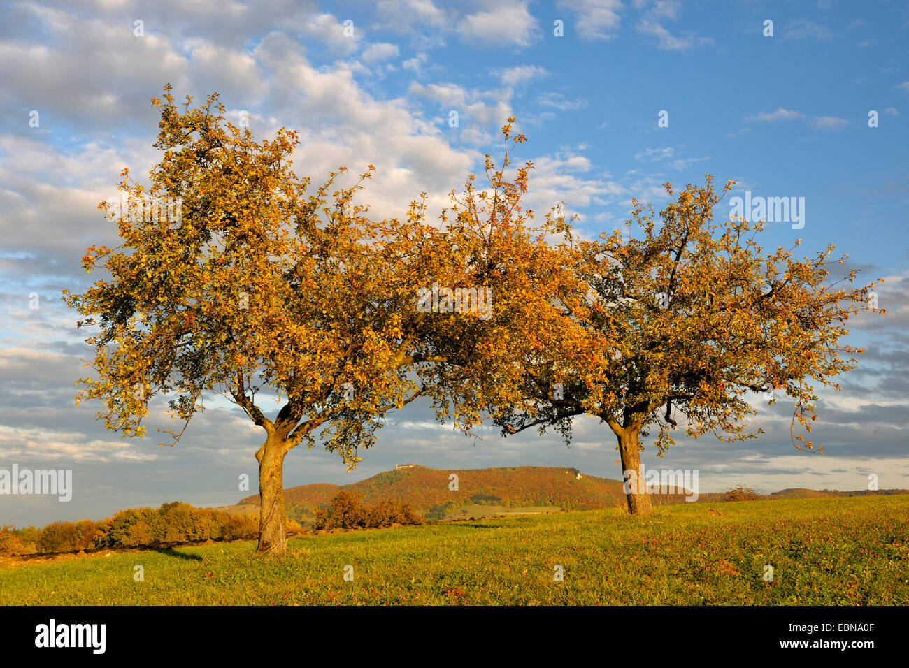 Apfelbaum (Malus Domestica), zwei Apfelbäume mit Herbstlaub, Burg Teck im Hintergrund, Deutschland, Baden-Württemberg, Schwäbische Alb Stockfoto