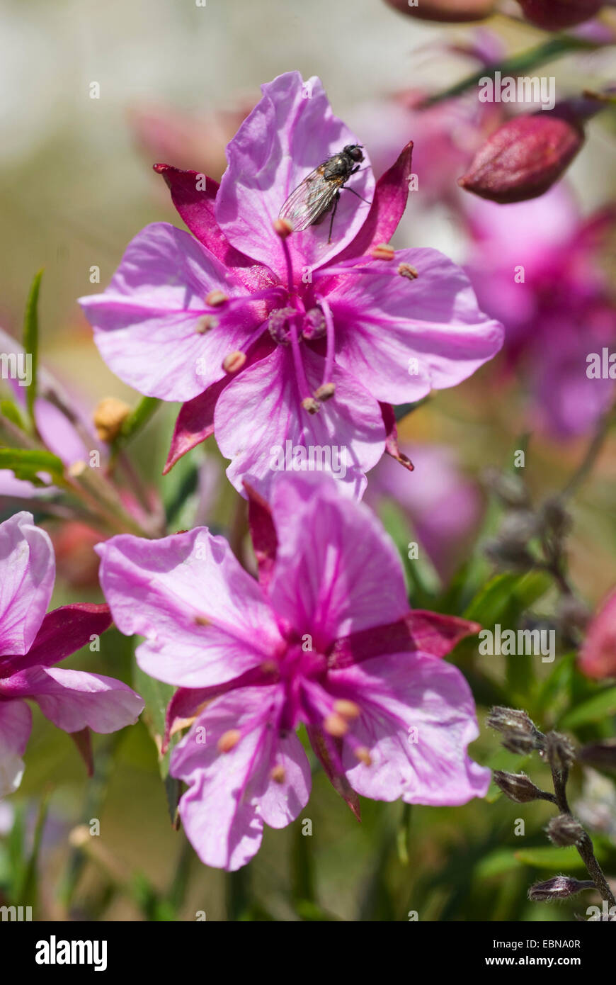 Fleischers Willow Herb (Epilobium Fleischeri), Blumen, Schweiz Stockfoto