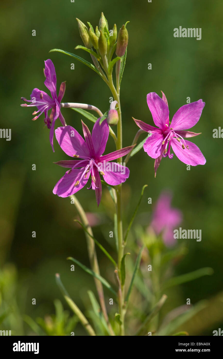 Fleischers Willow Kraut (Epilobium Fleischeri), Blütenstand, Schweiz Stockfoto