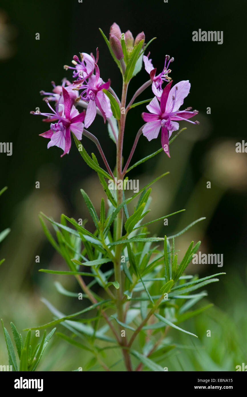 Fleischers Willow Kraut (Epilobium Fleischeri), Blütenstand, Schweiz Stockfoto