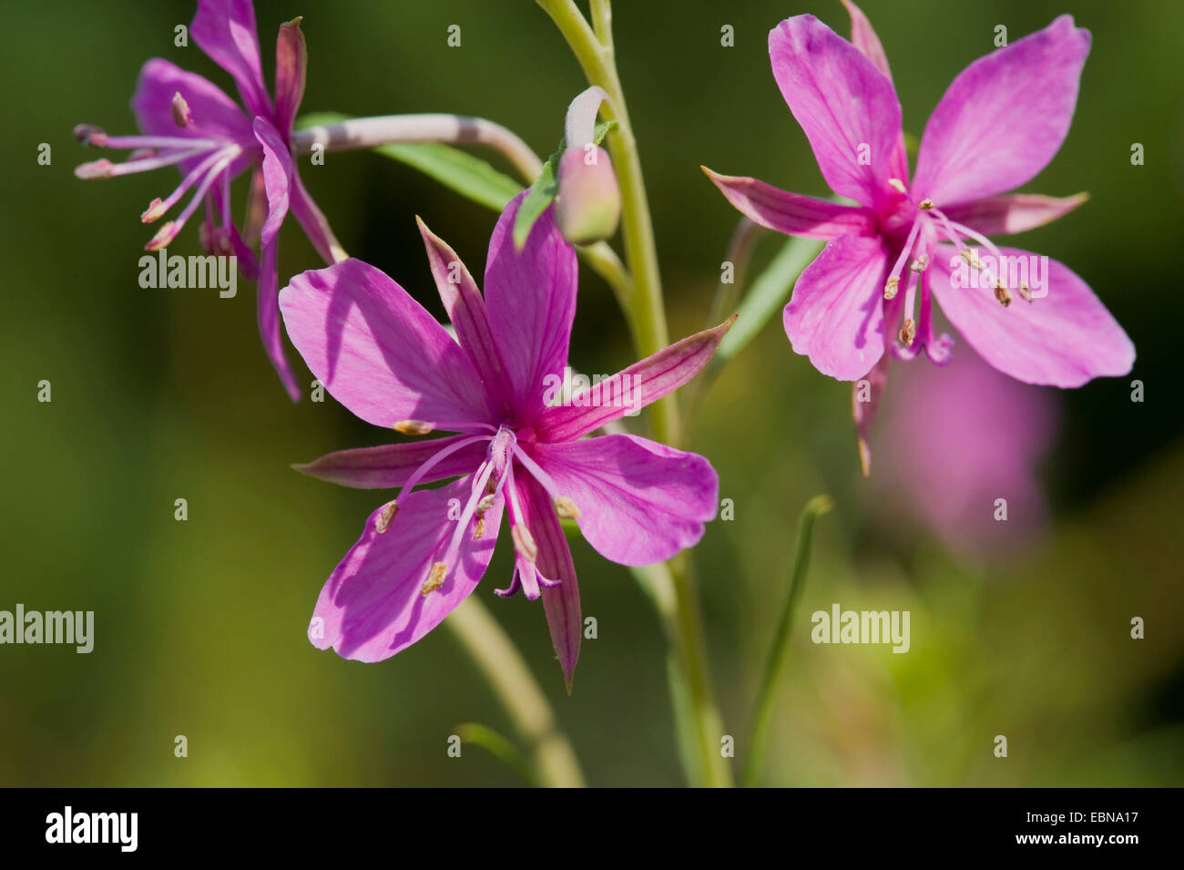 Fleischers Willow Kraut (Epilobium Fleischeri), Blütenstand, Schweiz Stockfoto