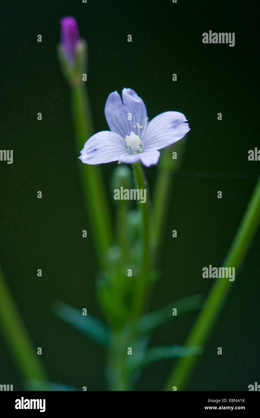 hoary Weide-Kräuter, kleine blühende behaarte Weide-Kraut (Epilobium Parviflorum), blühen, Deutschland Stockfoto