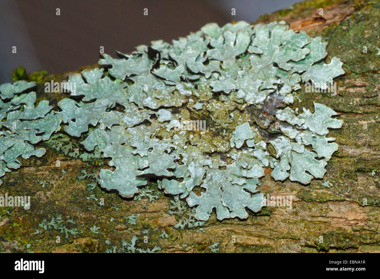 Hypogymnia (Hypogymnia Physodes), auf Rinde, Deutschland Stockfoto