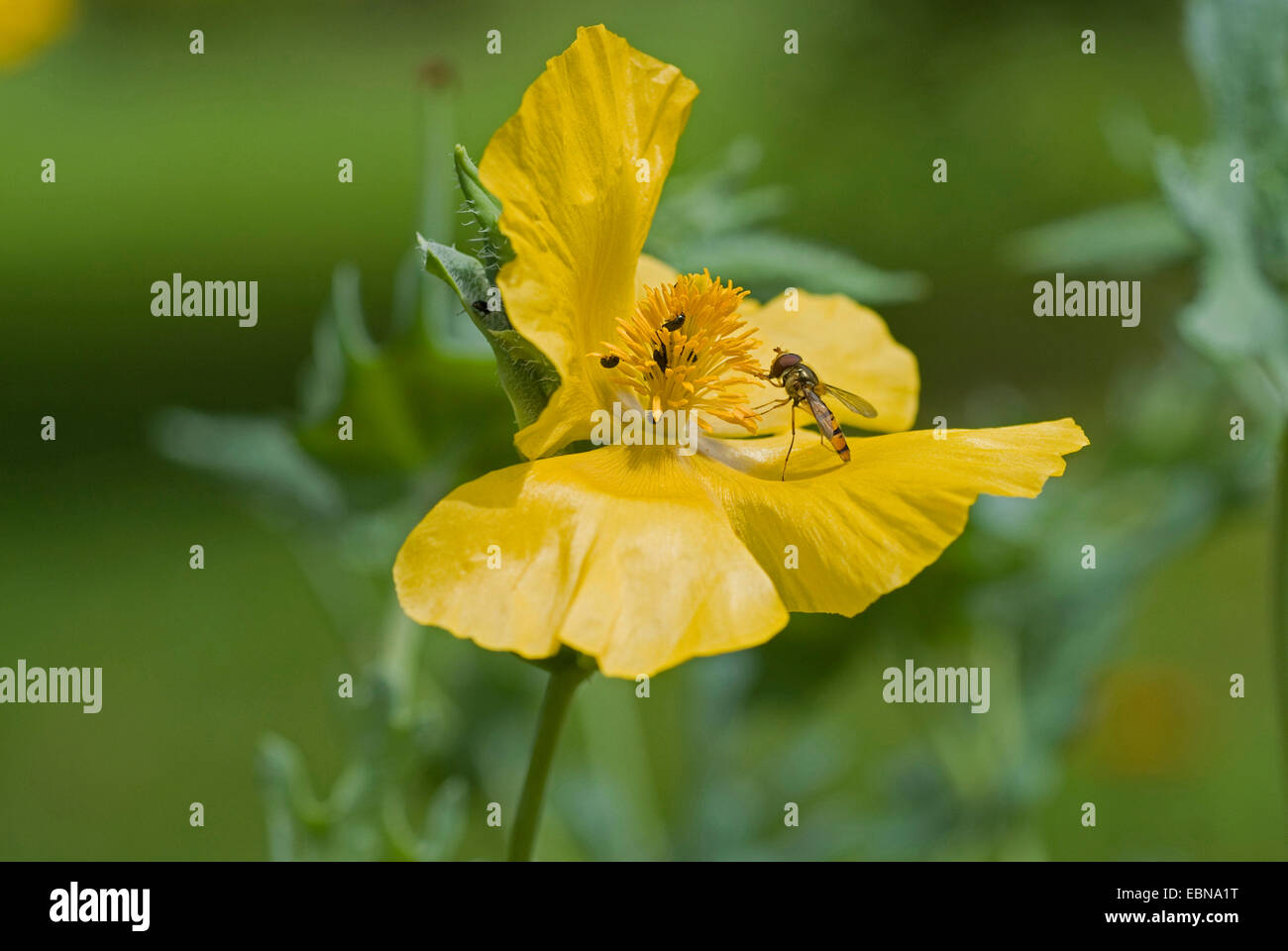 gelbe gehörnten Mohn, gehörnten Mohn (Glaucium Flavum), Blume Stockfoto
