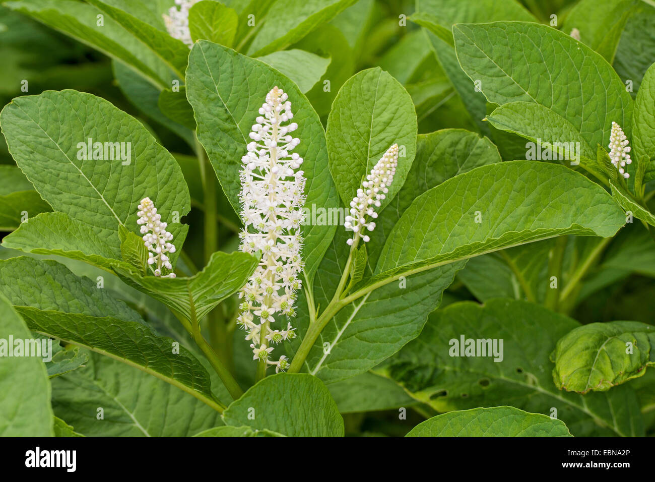 Frankreich, indische Poke, roter Tinte Pflanze, indischen Frankreich (Phytolacca Esculenta, Phytolacca Acinosa), blühen Stockfoto
