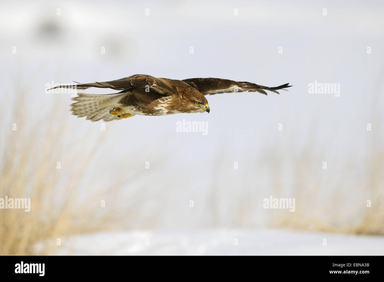 Eurasischer Bussard (Buteo Buteo), während des Fluges in verschneiter Landschaft, Deutschland, Baden-Württemberg Stockfoto