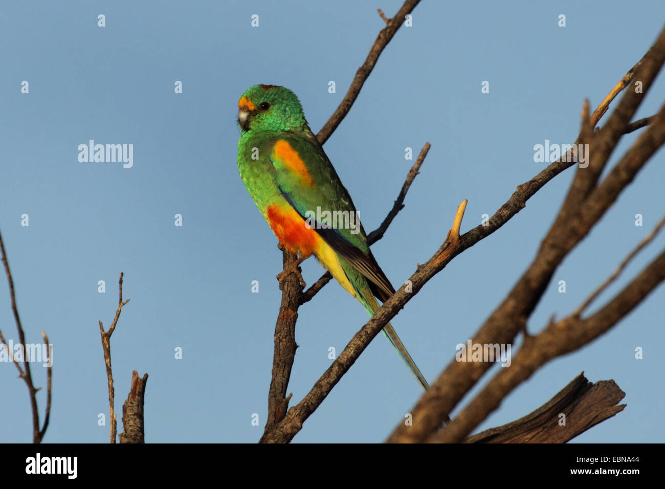 Vielfarbensittich (Psephotus Varius), hocken auf Zweig, Australia, Western Australia Stockfoto