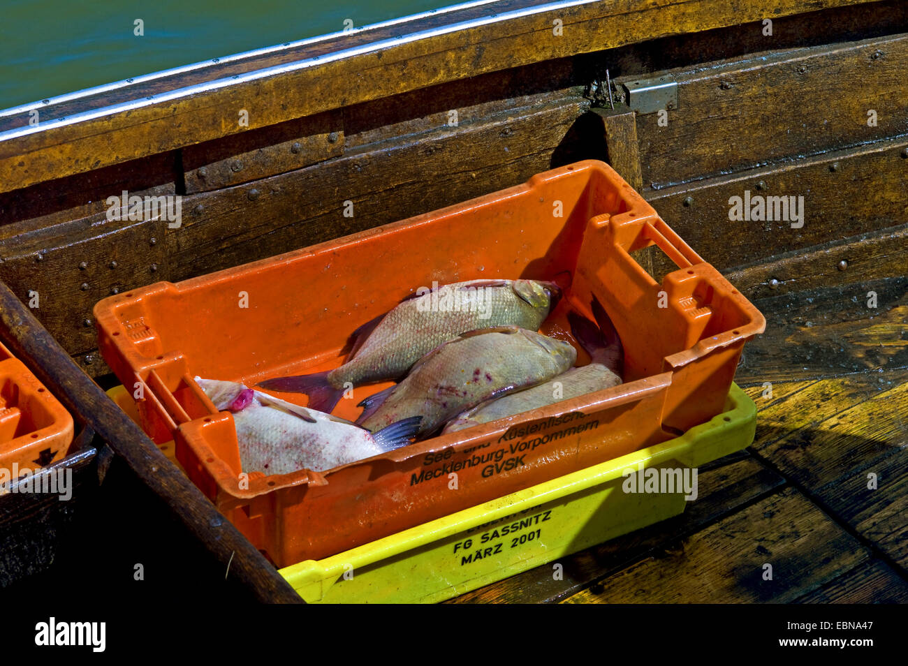 Schleie (Tinca Tinca), frischer Fisch in einer Kiste im Fischerboot, Deutschland, Mecklenburg-Vorpommern, Ueckermuende Stockfoto