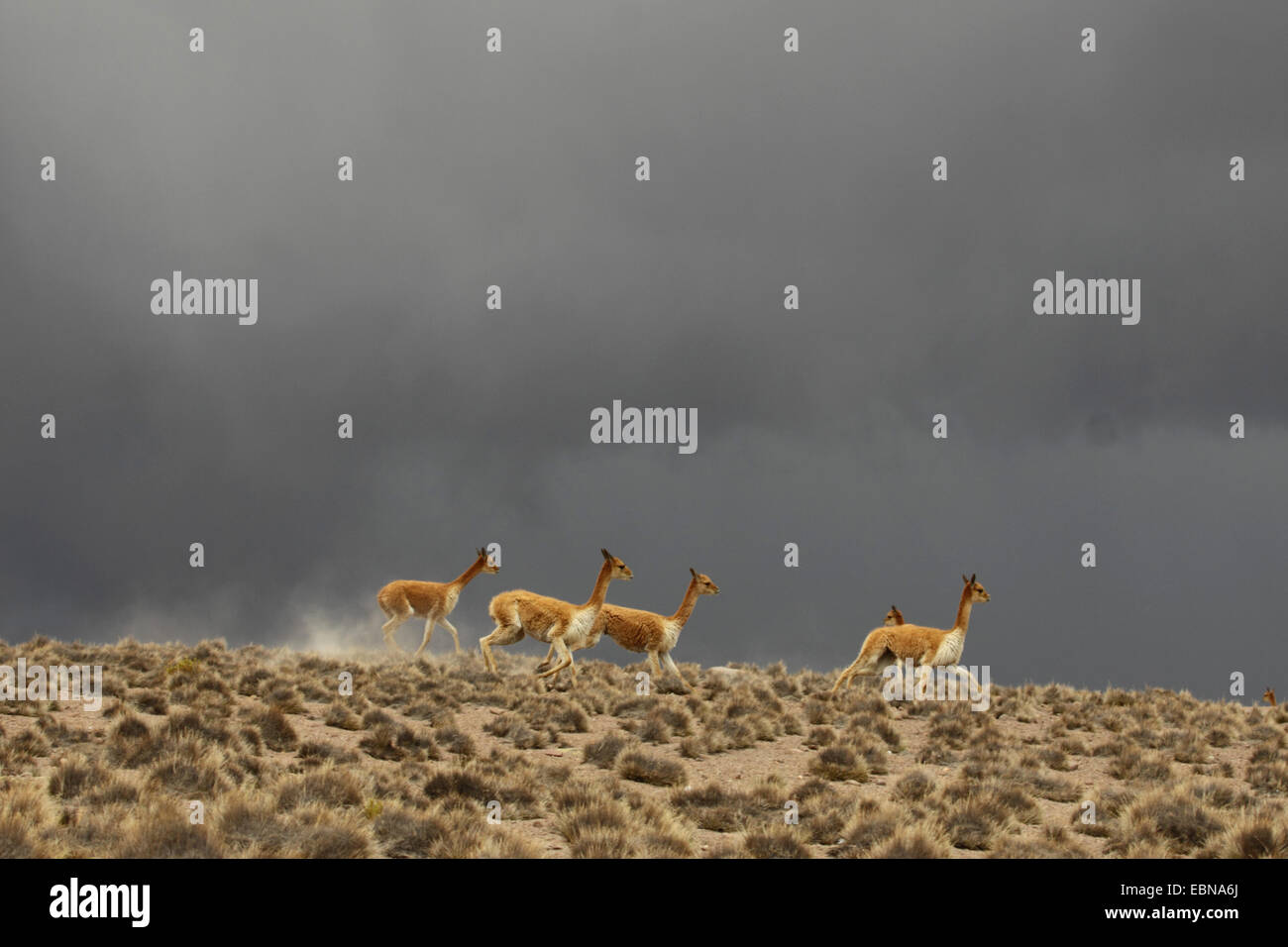 Vikunjas (Vicugna Vicugna), Herde und ein Sturm zieht im Hintergrund, Chile, Norte Grande, Lauca Nationalpark Stockfoto