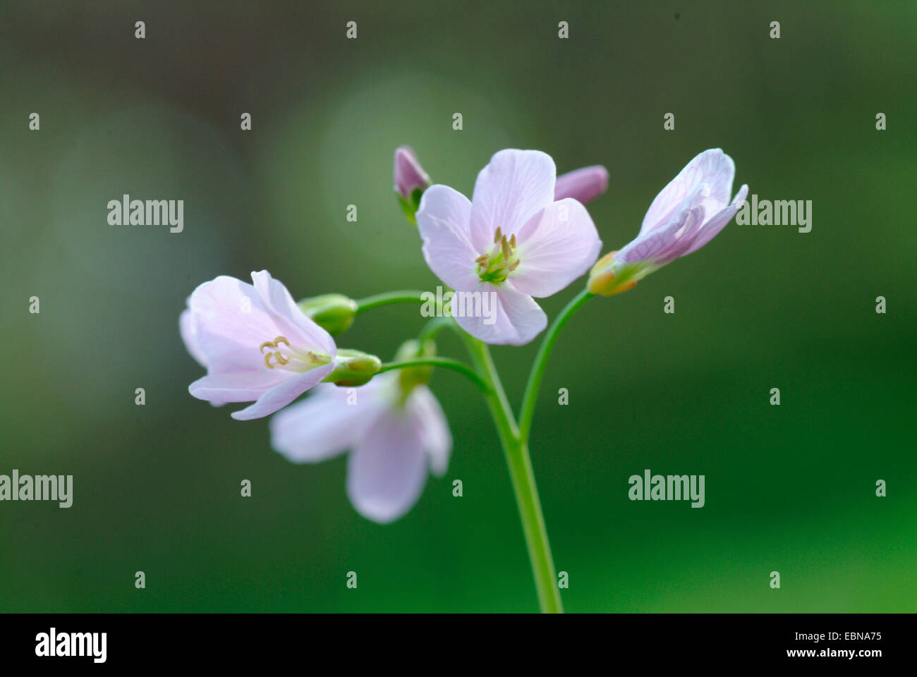 Moor, Pink, Kuckuck Blume, Lady's Smock, Milchmädchen (Cardamine Pratensis), Blütenstand, Deutschland Stockfoto