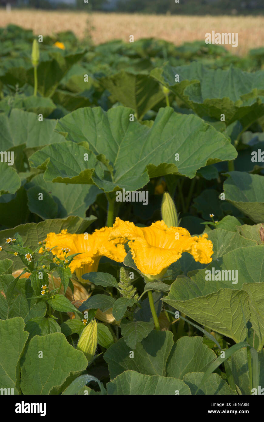 Knochenmark, Feld Kürbis (Cucurbita Pepo), blühen, Deutschland Stockfoto