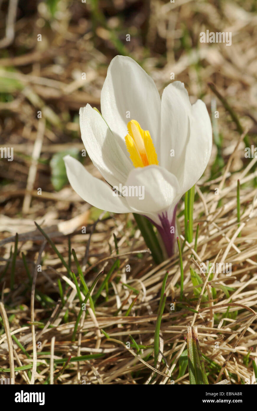 Weiße Krokus, Frühlings-Krokus (Crocus Vernus SSP. Albiflorus, Crocus Albiflorus), blühen, Deutschland Stockfoto