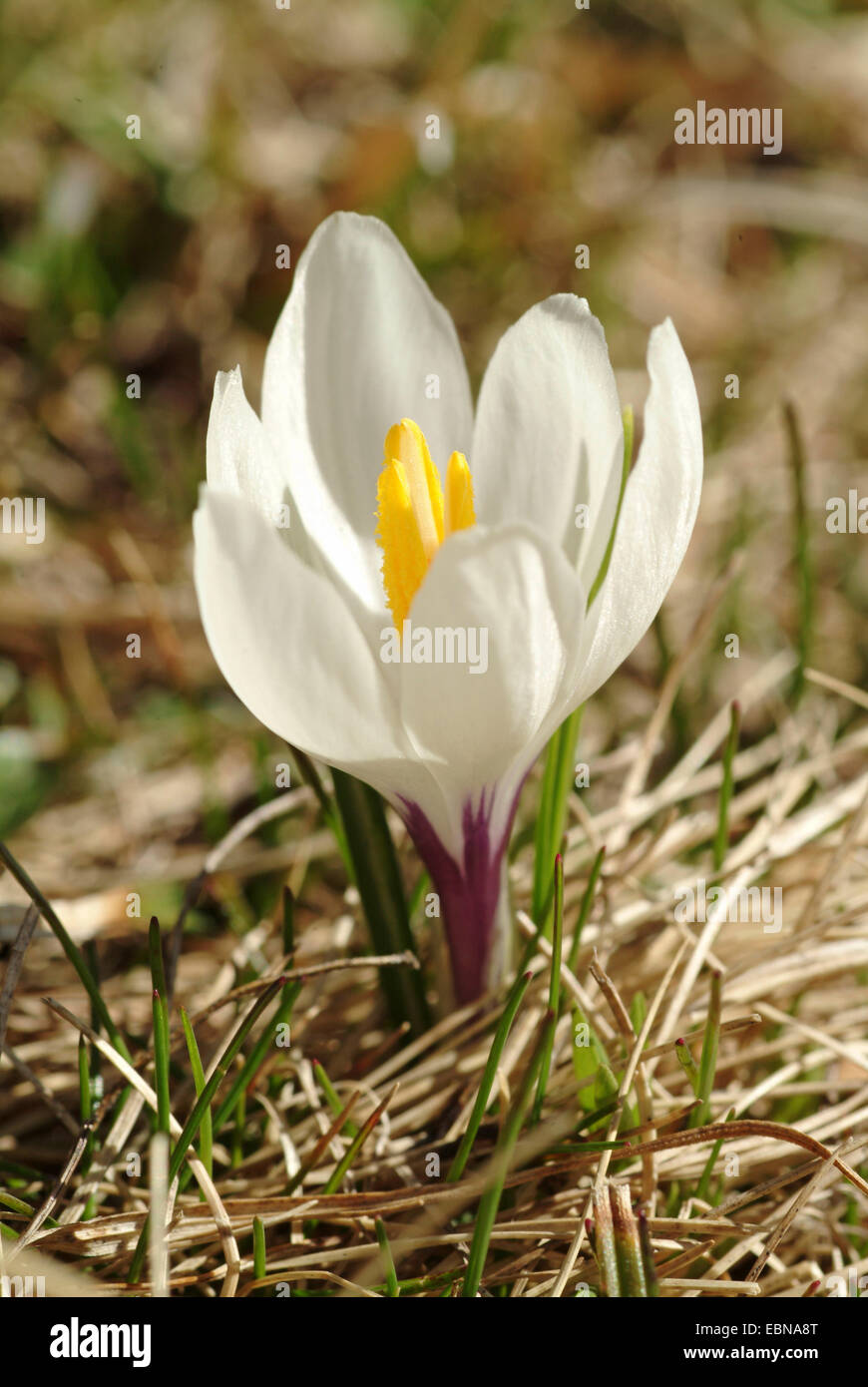 Weiße Krokus, Frühlings-Krokus (Crocus Vernus SSP. Albiflorus, Crocus Albiflorus), blühen, Deutschland Stockfoto