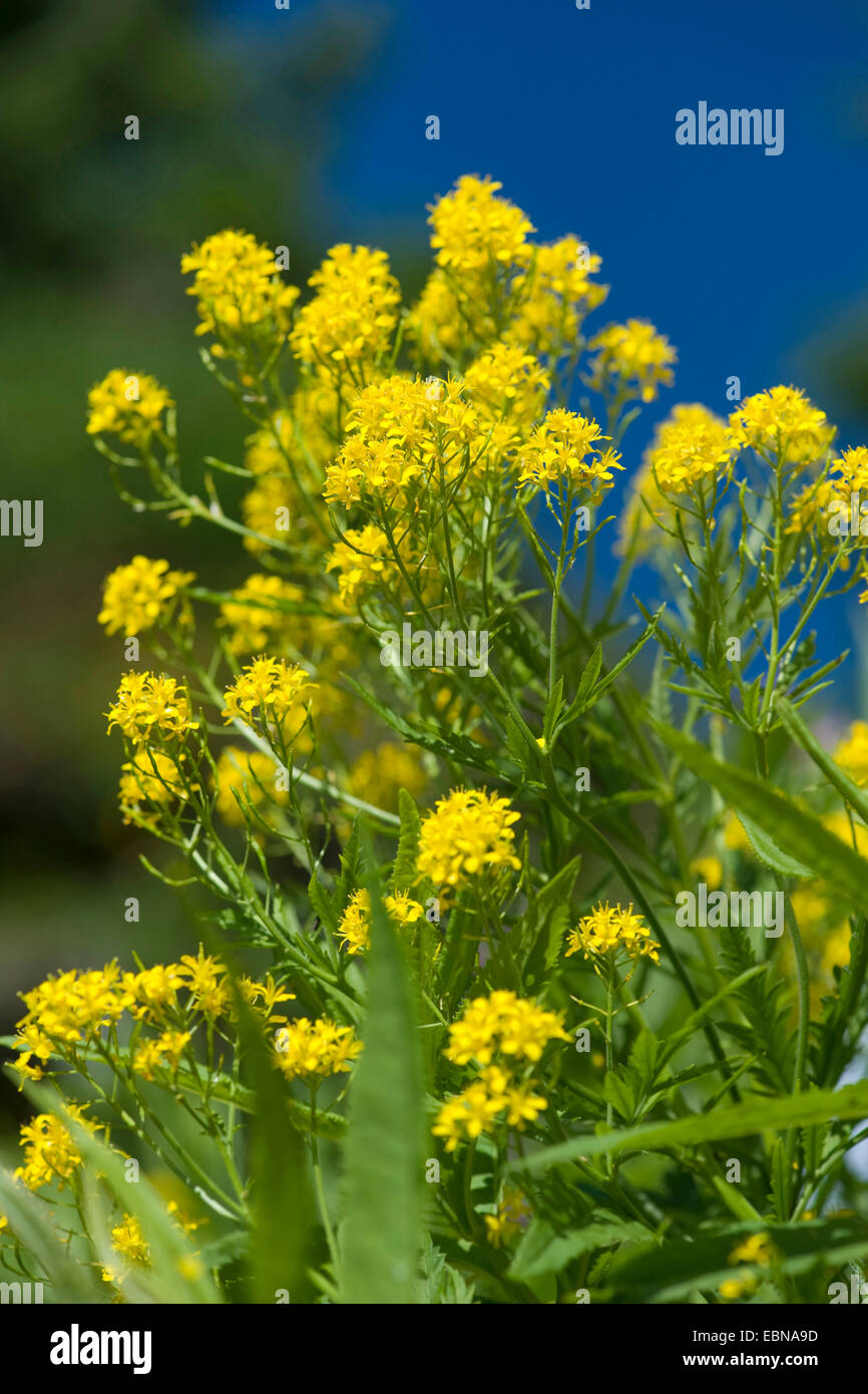 Rainfarn-Leaved Rakete (Hugueninia Tanacetifolia), blühen, Schweiz Stockfoto