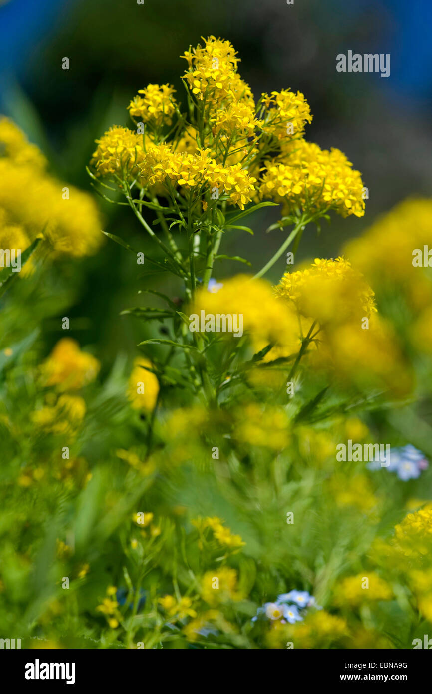 Rainfarn-Leaved Rakete (Hugueninia Tanacetifolia), blühen, Schweiz Stockfoto