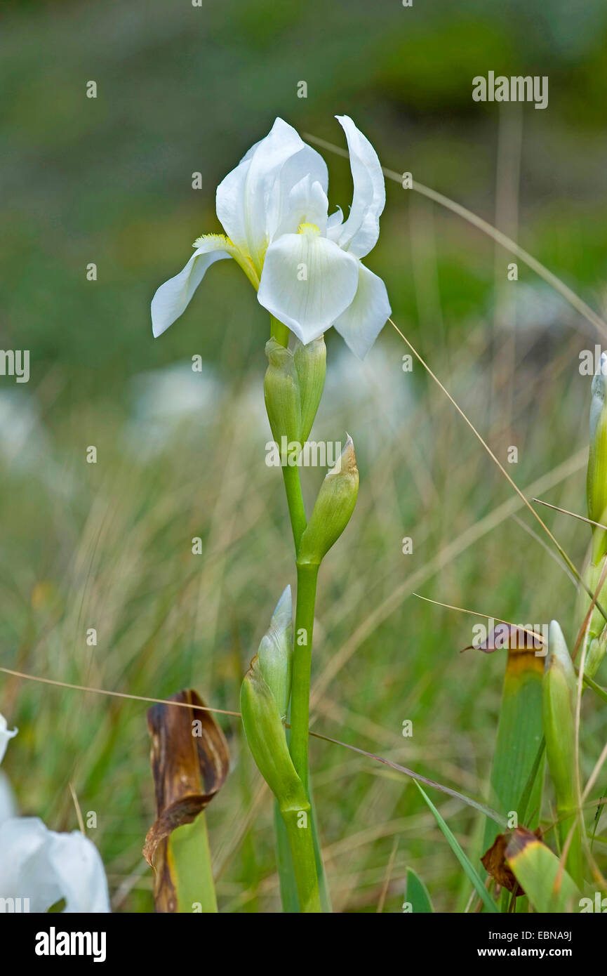 Friedhof-Iris (Iris Albicans), Blume Stockfoto