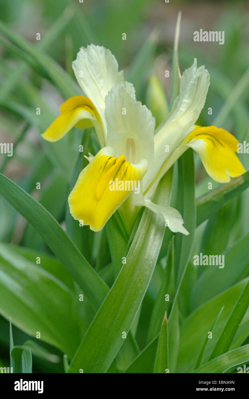 Juno-Iris, gehörnten Iris (Iris Bucharica), Blume Stockfoto