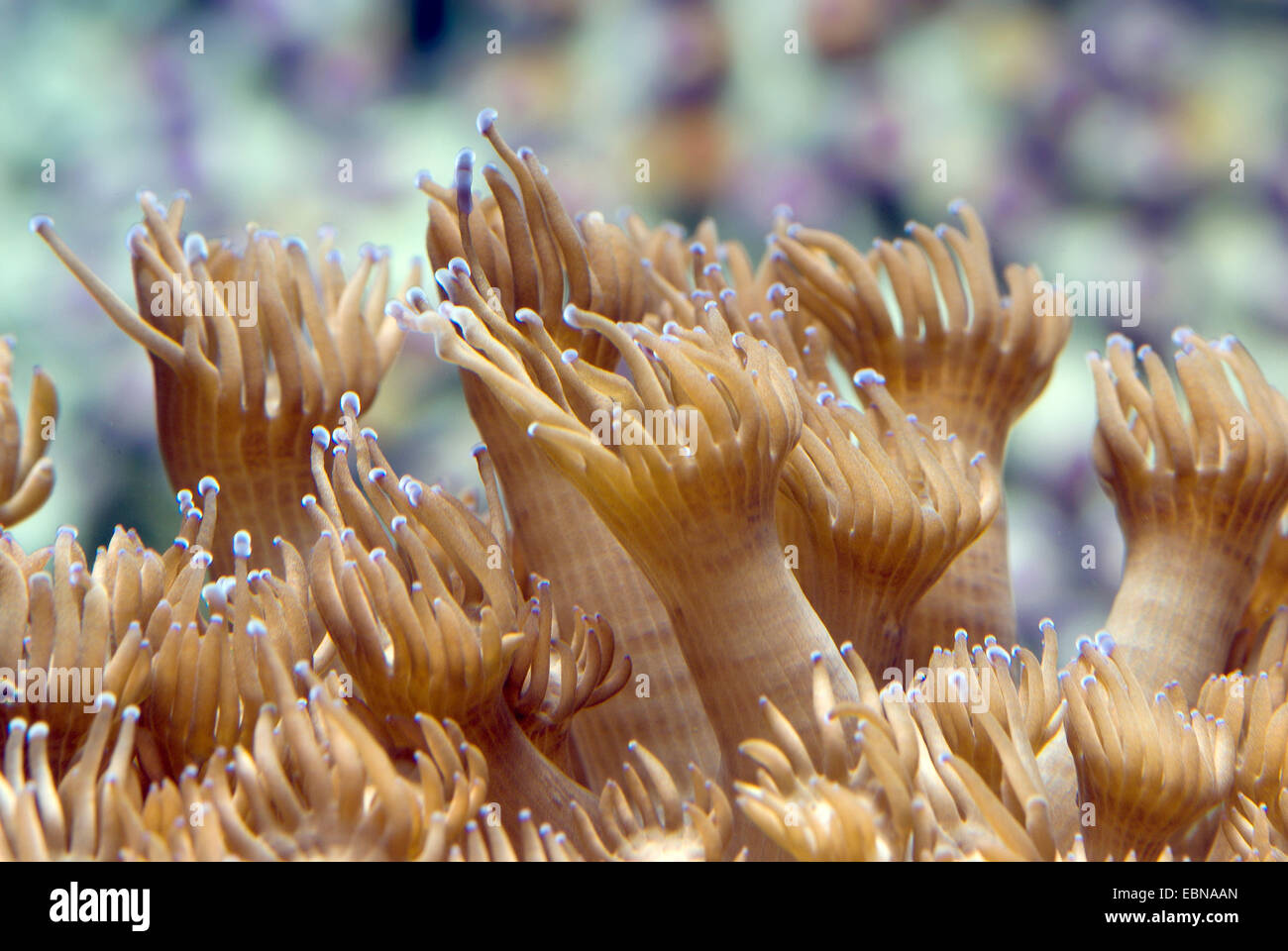 Blumentopf Korallen (Goniopora spec.), Makroaufnahme Stockfoto