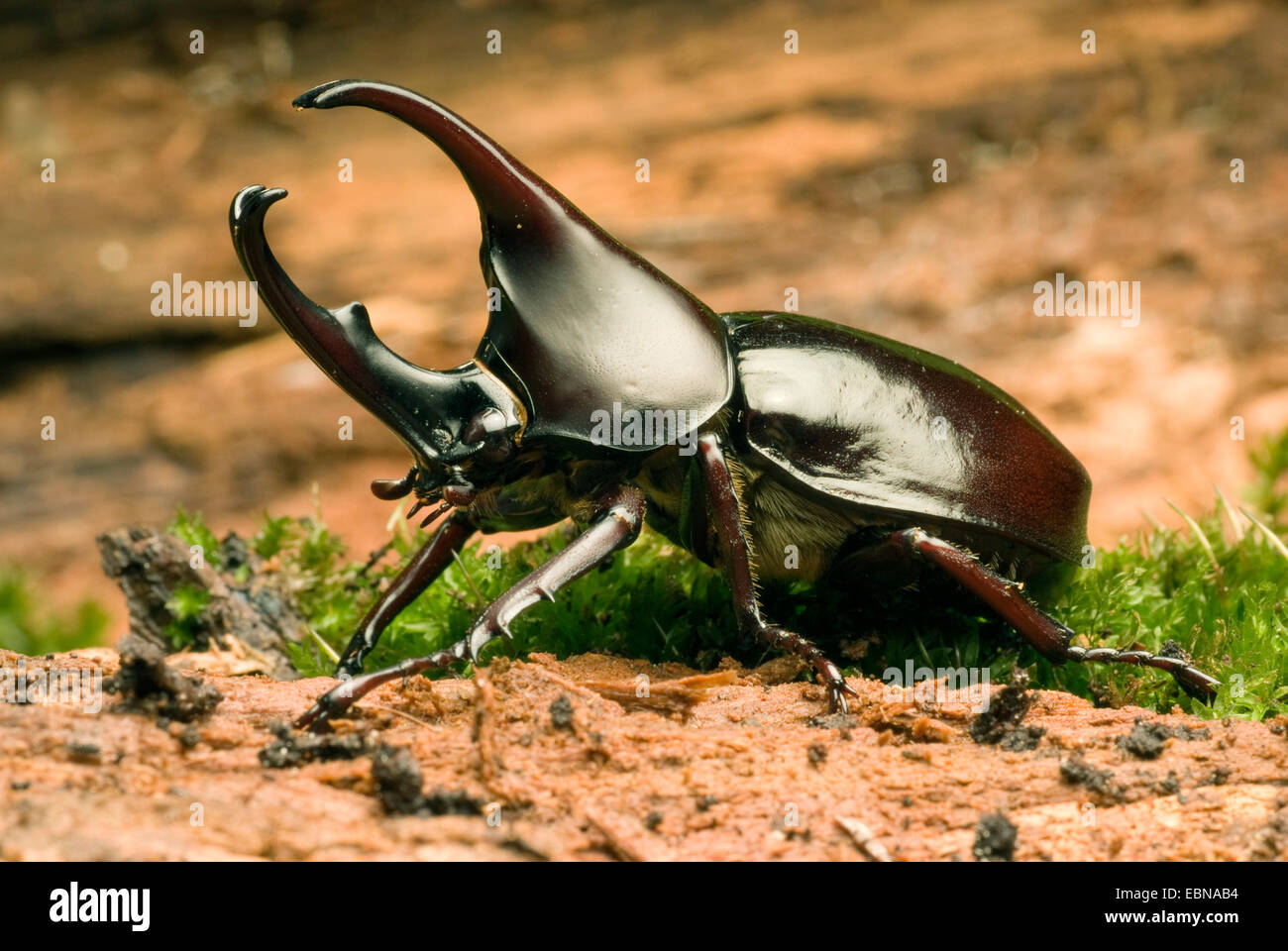 Siamesische Nashornkäfer, Fighting Käfer (Xylotrupes Gideon), Männlich, close-up view Stockfoto