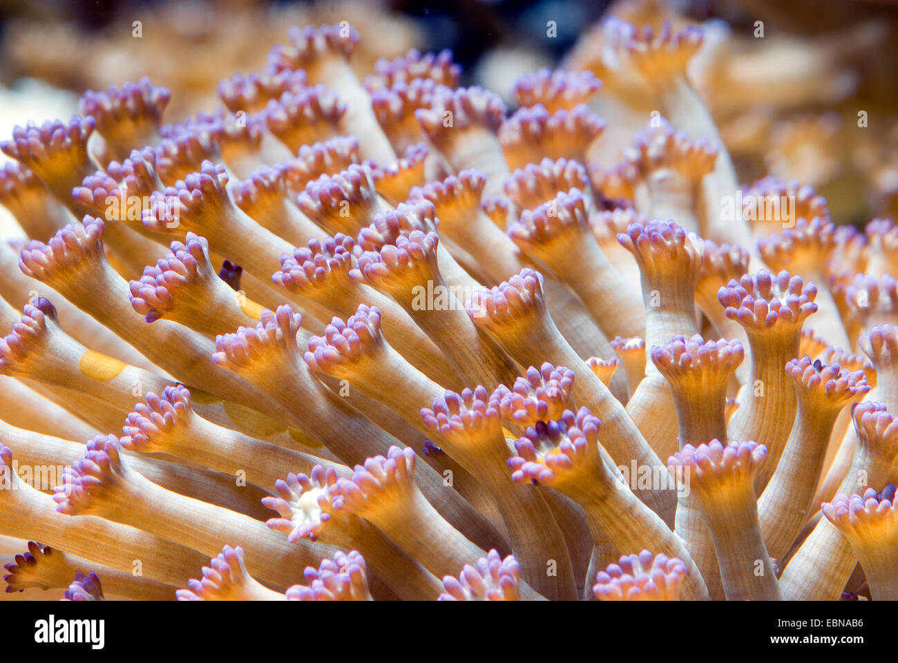Blumentopf Korallen (Goniopora spec.), Makroaufnahme Stockfoto